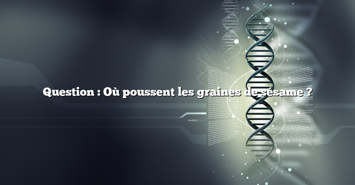 Question : Où poussent les graines de sésame ?